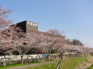 H300501桜　温泉